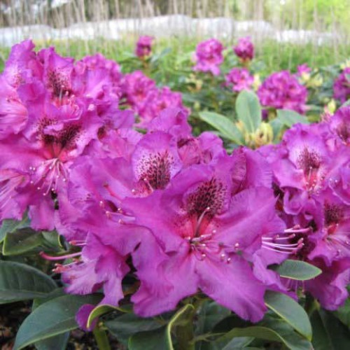 Rhododendron Colonel Coen Hardy Hybrid | ScotPlants Direct